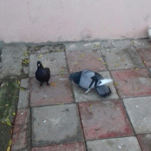 goy badam kelek aqebed erkek satilir ya barter olunur maraqlanan wacap