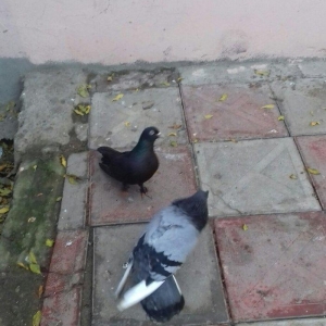 goy badam kelek aqebed erkek satilir ya barter olunur maraqlanan wacap