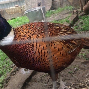 Qırqovul satıram dört beş dene var her biri 50