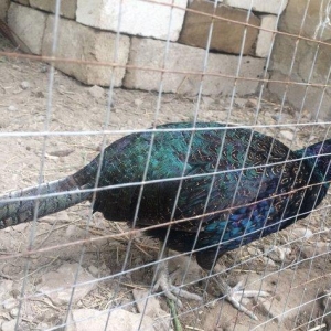 Qırqovul satıram dört beş dene var her biri 50 azn quşlar Salyandadı