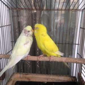 Hazir cud satiram, yas 1,5 ildir!!Bala veren qusla