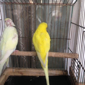 Hazir cud satiram, yas 1,5 ildir!!Bala veren quslardi amma balara yaxs