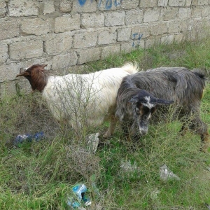 Sekildeki cut baci keciler satilir cavandilar 2 ayliq bogazdilar. Cutu