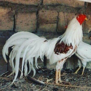 2 toyug bır xoruz barter olar 2 cut sibraytnann s