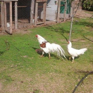 2 toyug bır xoruz barter olar 2 cut sibraytnann sultannan pompomnann