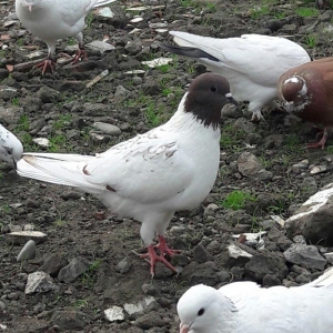 goyercinler satiram isdiyen olsa zeng edsin ya da 