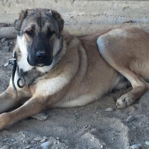 Meydan itleri.erkek ve disi.erkek 8 ayliq.disi 1 yas 2 ayliq