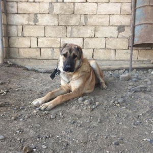 Meydan itleri.erkek ve disi.erkek 8 ayliq.disi 1 yas 2 ayliq