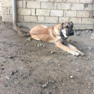 Meydan itleri.erkek ve disi.erkek 8 ayliq.disi 1 yas 2 ayliq