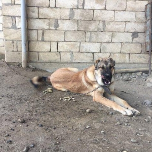 Meydan itleri.erkek ve disi.erkek 8 ayliq.disi 1 yas 2 ayliq