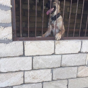 Meydan itleri.erkek ve disi.erkek 8 ayliq.disi 1 yas 2 ayliq