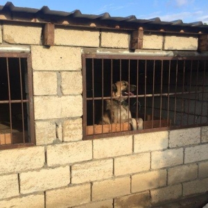 Meydan itleri.erkek ve disi.erkek 8 ayliq.disi 1 yas 2 ayliq