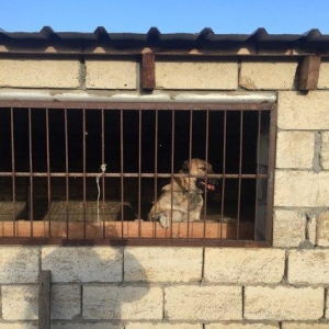 Meydan itleri.erkek ve disi.erkek 8 ayliq.disi 1 yas 2 ayliq