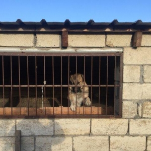 Meydan itleri.erkek ve disi.erkek 8 ayliq.disi 1 yas 2 ayliq