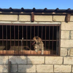 Meydan itleri.erkek ve disi.erkek 8 ayliq.disi 1 yas 2 ayliq