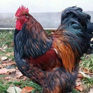 11 aylıq orpinqtonlar cüt satılır vəya iki ə