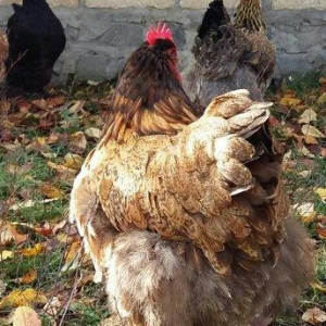 11 aylıq orpinqtonlar cüt satılır vəya iki ədəd təmiz cins qold brama