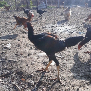 super cins heyrati 4 ayliq hundur boy cinsdiler so