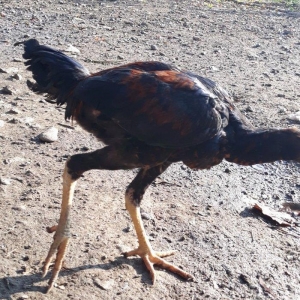 super cins heyrati 4 ayliq hundur boy cinsdiler son qiymet 30 manat