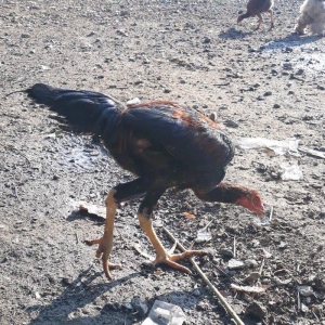 super cins heyrati 4 ayliq hundur boy cinsdiler son qiymet 30 manat