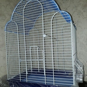 Quslarcun (korellalar ve daha boyuk quslar) teze g