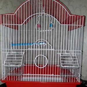 Quslarcun (papuqay, bulbul ve amadinler) teze boyu