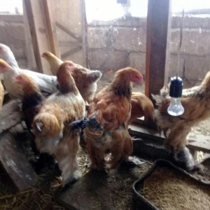 brama buff satlllr , qiymetler aylna gõre deyisir, basqa sort bramalar