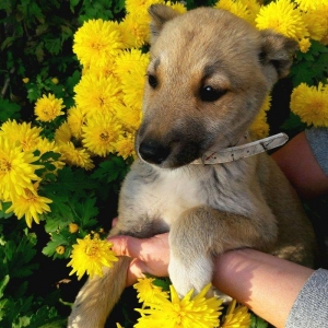 Отдаются в добрые руки щенки. 3 девочки- очень игривые, будут