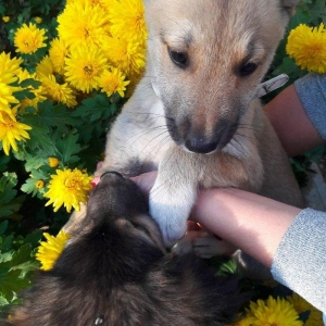 Отдаются в добрые руки щенки. 3 девочки- очень игривые, будут