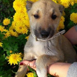 Отдаются в добрые руки щенки. 3 девочки- очень игривые, будут