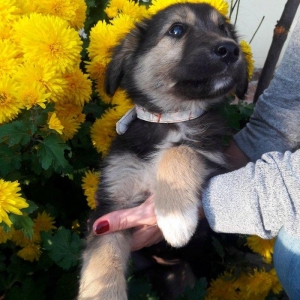 Отдаются в добрые руки щенки. 3 девочки- очень игривые, будут