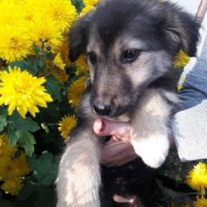 Отдаются в добрые руки щенки. 3 девочки- очень игривые, будут