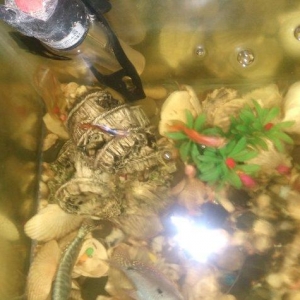 Akvarium satilir icinde de 4 dene baliq var sekild