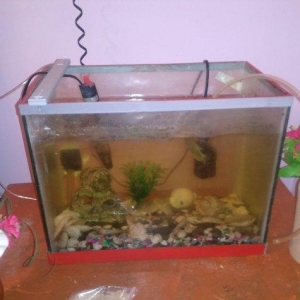 Akvarium satilir icinde de 4 dene baliq var sekilde gorduyunuz kimi