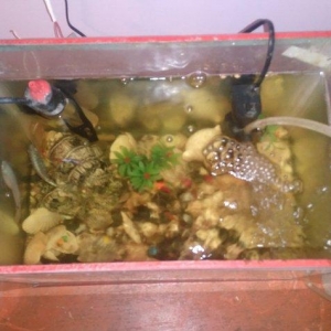 Akvarium satilir icinde de 4 dene baliq var sekilde gorduyunuz kimi