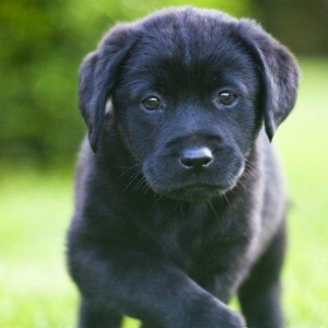 Labrador balasi teze doqulub erkekdi qaradi..isteyen wpda yaza biler 0