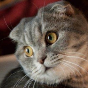 Шотландский вислоухий кот,2года ему, паспорт ,все прививки. в связи с