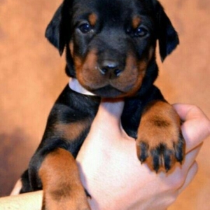 satlir doberman erkeydi rial alcilar zeng ve ya whatsappada yaza biler