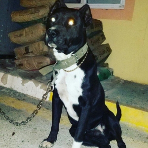 pidbul 1 yaw erkey zirededi 250 manat ayig itdi muhavize iwdiyirem ozu