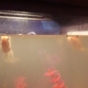 50 litirlik akvarium teze alinib 250 manat 150 e s