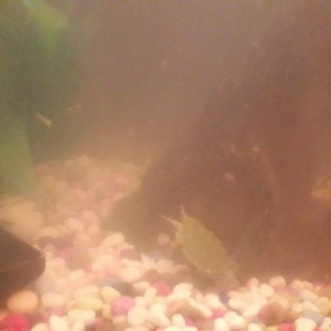 50 litirlik akvarium teze alinib 250 manat 150 e satiram herseyi icind