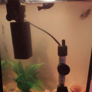 50 litirlik akvarium teze alinib 250 manat 150 e satiram herseyi icind