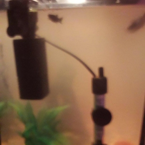 50 litirlik akvarium teze alinib 250 manat 150 e satiram herseyi icind