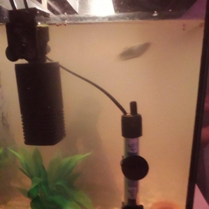 50 litirlik akvarium teze alinib 250 manat 150 e satiram herseyi icind