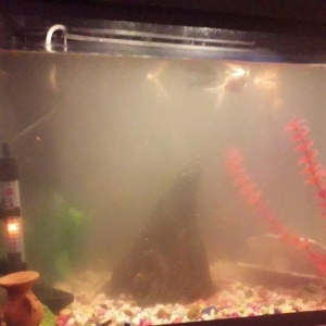 50 litirlik akvarium teze alinib 250 manat 150 e satiram herseyi icind