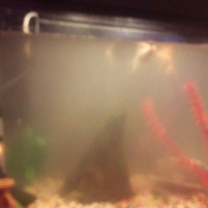 50 litirlik akvarium teze alinib 250 manat 150 e satiram herseyi icind