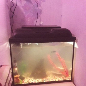 50 litirlik akvarium teze alinib 250 manat 150 e satiram herseyi icind