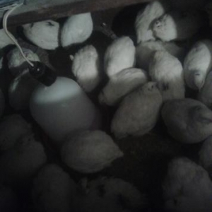 Salam dunyada mewhur olan texas bildircinleri satilir hazir damazliq h