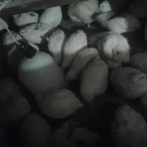 Salam dunyada mewhur olan texas bildircinleri satilir hazir damazliq h