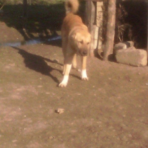 coban iti satllr 8 ayllqdl erkeydi qimetde munasib qi/ete verilir.